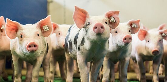 Piglet Fotolia_86743630_L.jpg